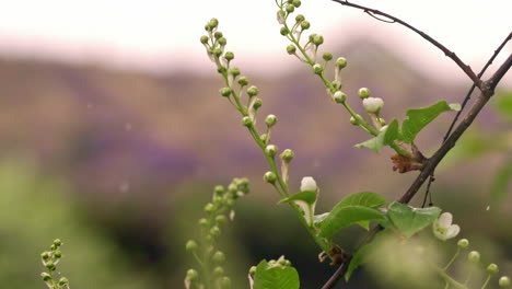 Cinematic-slow-motion-shot-of-snowfall-with-a-green-plant-in-the-foreground