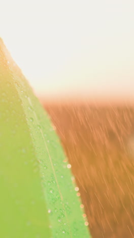 crystal-clear liquid dribbles down vibrant umbrella closeup. raindrops leave ephemeral trails on umbrella surface against meadow. symphony of nature