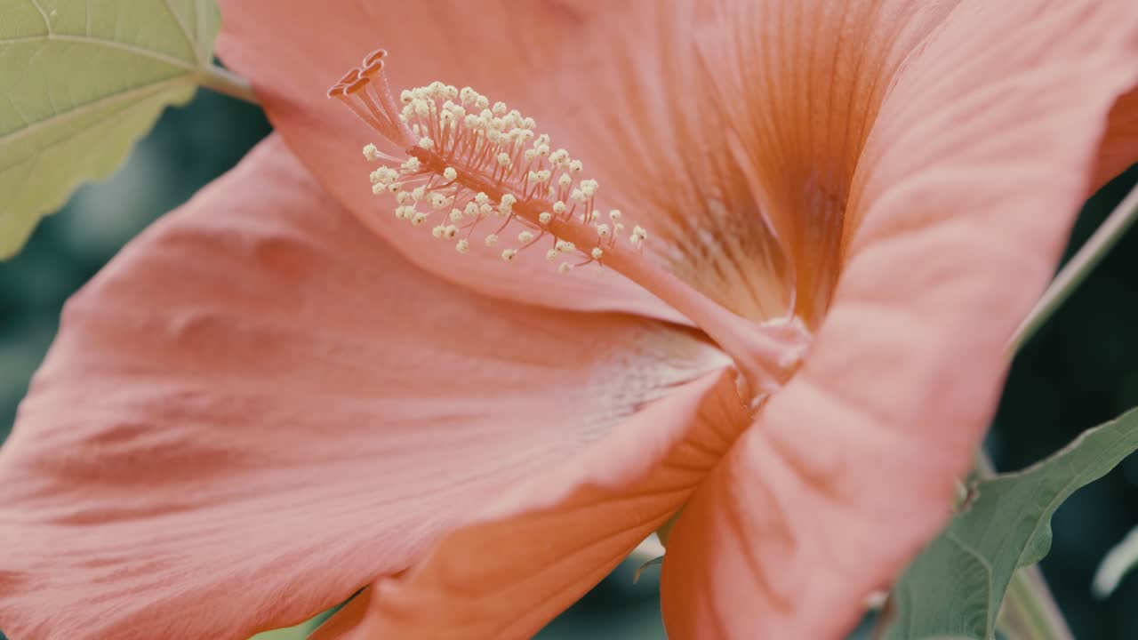 detalle de los pistilos y pétalos de un hermoso hibisco rosa recién florecido ligeramente movido por el viento
