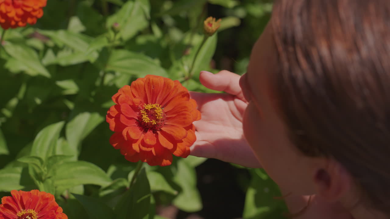 primo piano di un giardiniere che tocca una zinnia, vivace fiore arancione e fogliame verde nella calda luce del sole, dita delicate che esplorano i petali, movimento lento e intimo con una profondità di campo ridotta e un bokeh morbido che evoca