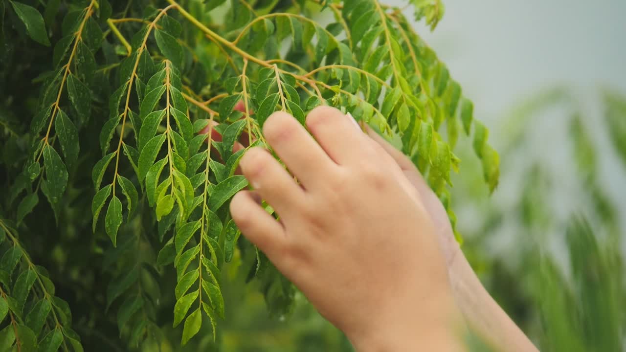 primer plano de la mano recogiendo hojas de curry frescas del árbol