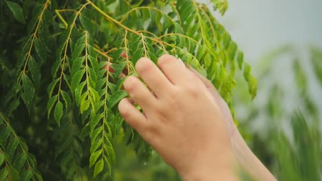 Closeup-of-hand-picking-fresh-curry-leaves-from-tree