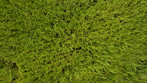 birds eye view aerial shot wheat field and