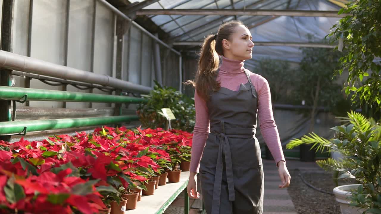 Young female florist with ponytail in apron walking among rows of flowers in flower shop or market. Flowerpot with red poinsettia on the shelves