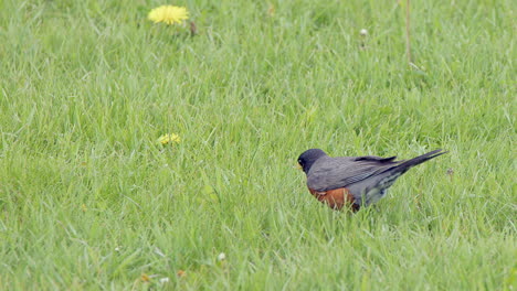 pájaro: petirrojo en la hierba verde corta excava, encuentra pequeño gusano para comer, mcu