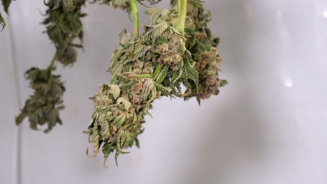 Dolly-shot-of-drying-cannabis-plants-in-a-grow-tent