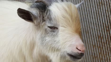 goat's head movements captured over time.