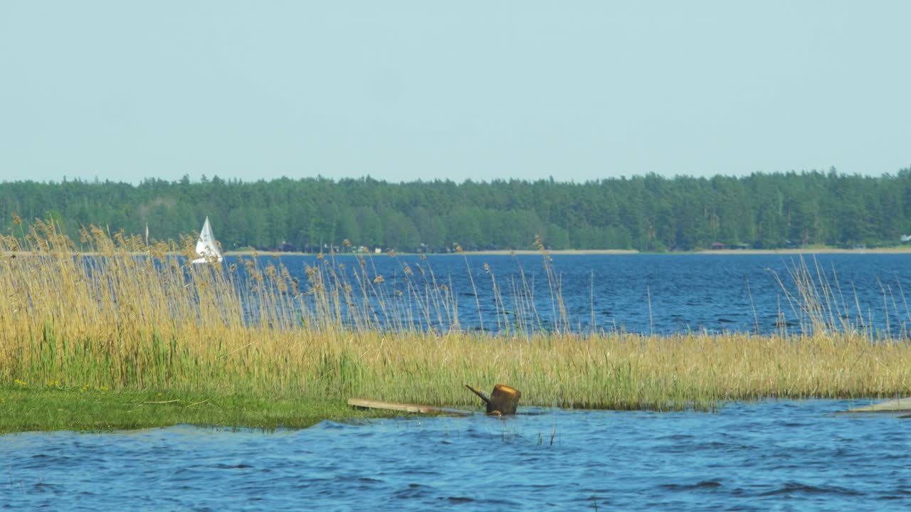 hermosa vista de una orilla del lago usma en un día soleado de verano, islas lejanas con un bosque verde exuberante, paisaje rural, costa con cañas viejas, velero blanco, tiro medio ancho desde la distancia