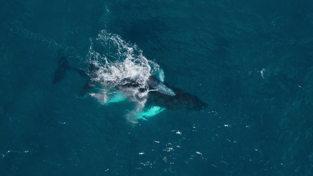 Humpback Whale and Calf in the Ocean