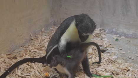 a dog a terrestrial animal with black and white fu 2024 02 12 18 26 15 utc.mov | adorable, adult, animal, animals