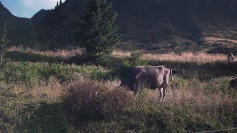 brown cow or calf outdoors wagging its tail