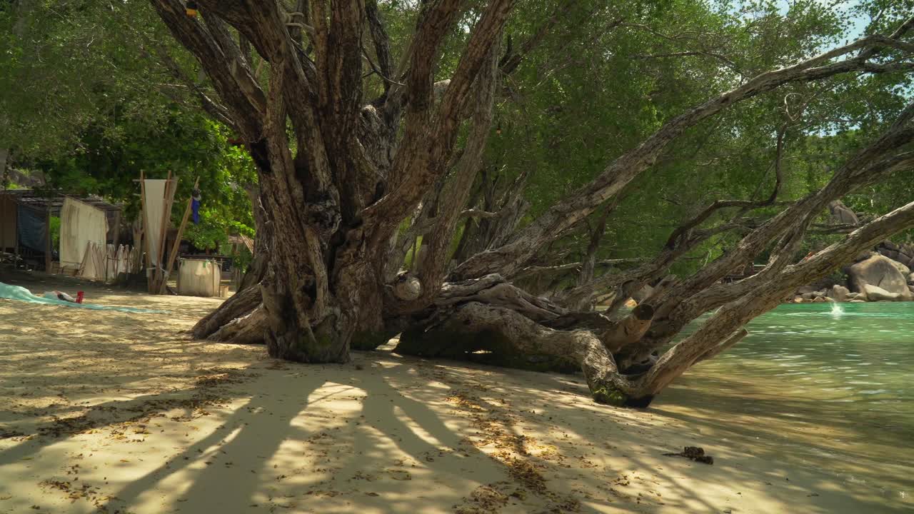 은 물 과  나무 가 있는 아름다운 열대 해변