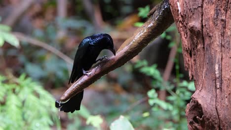 Se-Ve-Agua-Potable-Fluyendo-De-Una-Rama-Mientras-La-Cámara-Se-Acerca,-Drongo-Dicrurus-Hottentottus-Con-Cresta-De-Pelo,-Tailandia