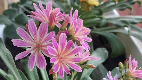 Front-closeup-view-of-delicate-violet-Rainbow-levisia-bouquet-in-balcony-flower-pot