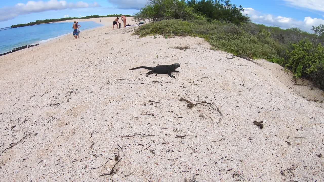 Galapagossaarten yhdellä saarella musta iguaani seisoo valkoisella hiekalla vihreiden kasvien ympäröimänä, samalla kun turistit valmistautuvat turkoosin valtameren lähellä.