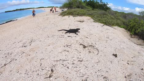 on an island of the galapagos islands, a black iguana stands on the white sand with green plants around while tourists get ready near the turquoise ocean