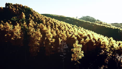 Blick-Auf-Den-Herbstwald-In-Den-Bergen-Und-Den-Blauen-Himmel-Der-Schweiz