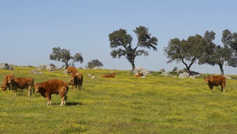 Cows-on-a-flowers-field-eating-grass,-in-Alentejo,-Portugal