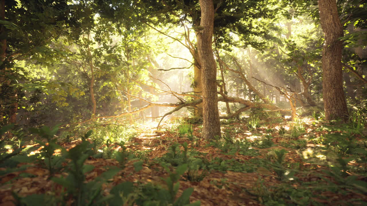 Sunlight filtering through trees in a serene forest setting during midday