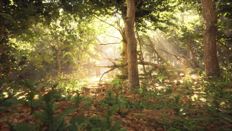 sunlight filtering through trees in a serene forest setting during midday