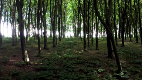 4k-Drohnenvideo,-Das-Sich-Langsam-Durch-Einen-Wald-Bewegt