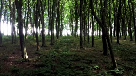 video de dron de 4k moviéndose lentamente a través de un bosque