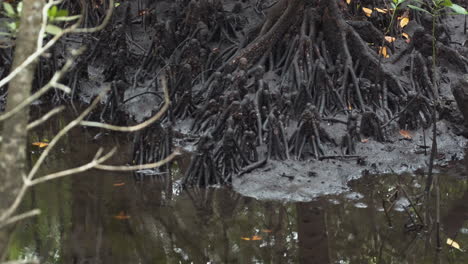 raíces de manglar en la orilla de la selva fangosa con pequeños cangrejos