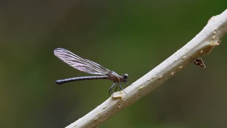 Seen-perched-on-a-small-branch-facing-to-the-right-then-suddenly-jerks-its-wings-moving-the-branch-to-bounce