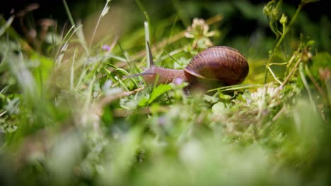 caracol por la noche - helix pomatia también conocido como el caracol romano o el caracol borgoña