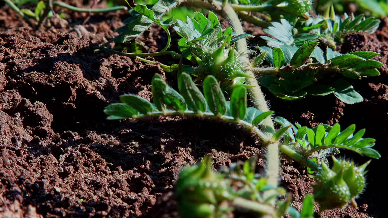A tilt-up shot reveals the spiky green fruit and leaves of the Tribulus terrestris plant growing in a field, also known as puncture vine, a popular herb in both traditional and modern medicine