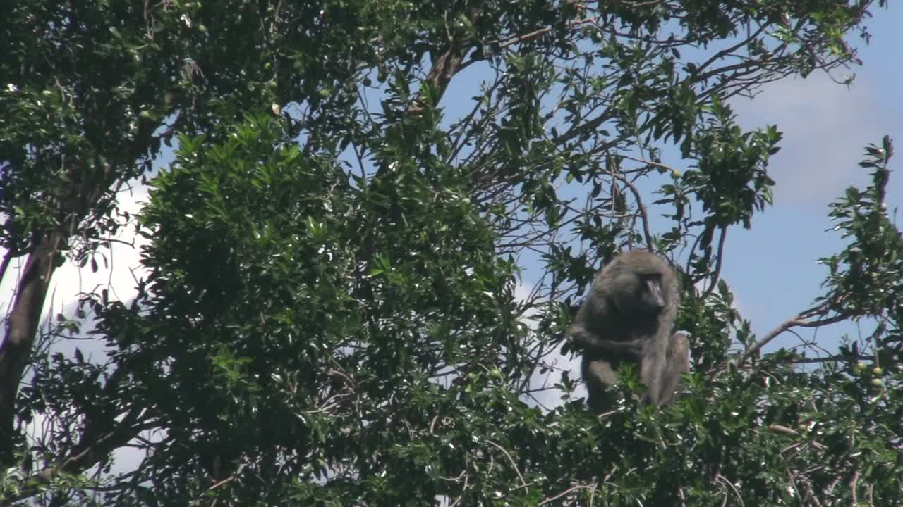 babuino sentado en el árbol en olare motorogi conservancy, masai mara, kenia - primer plano