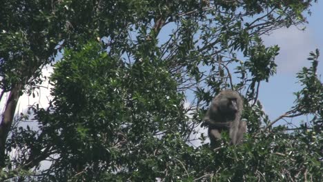 baboon sitting on the tree in olare motorogi conservancy, masai mara, kenya - close-up shot