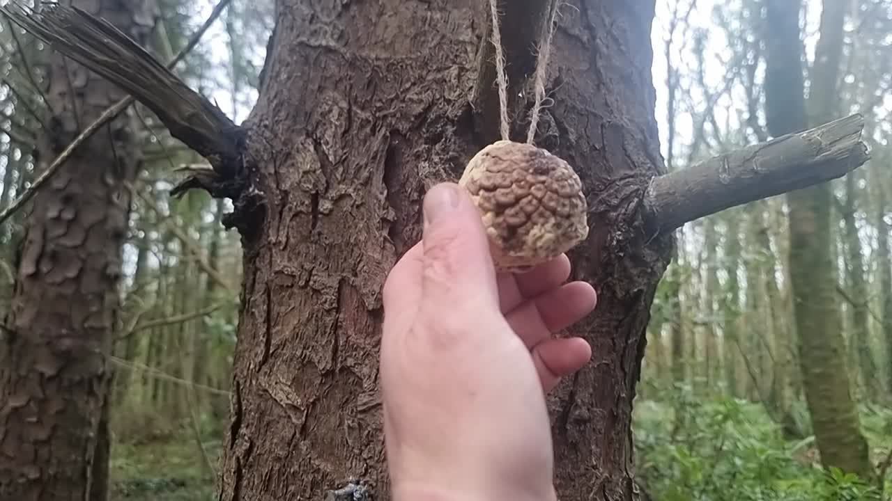 Hand hanging pine cone filled with bird seed and fat in woodland trees to feed wild birds