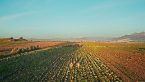 farm, sustainable and drone of people walking