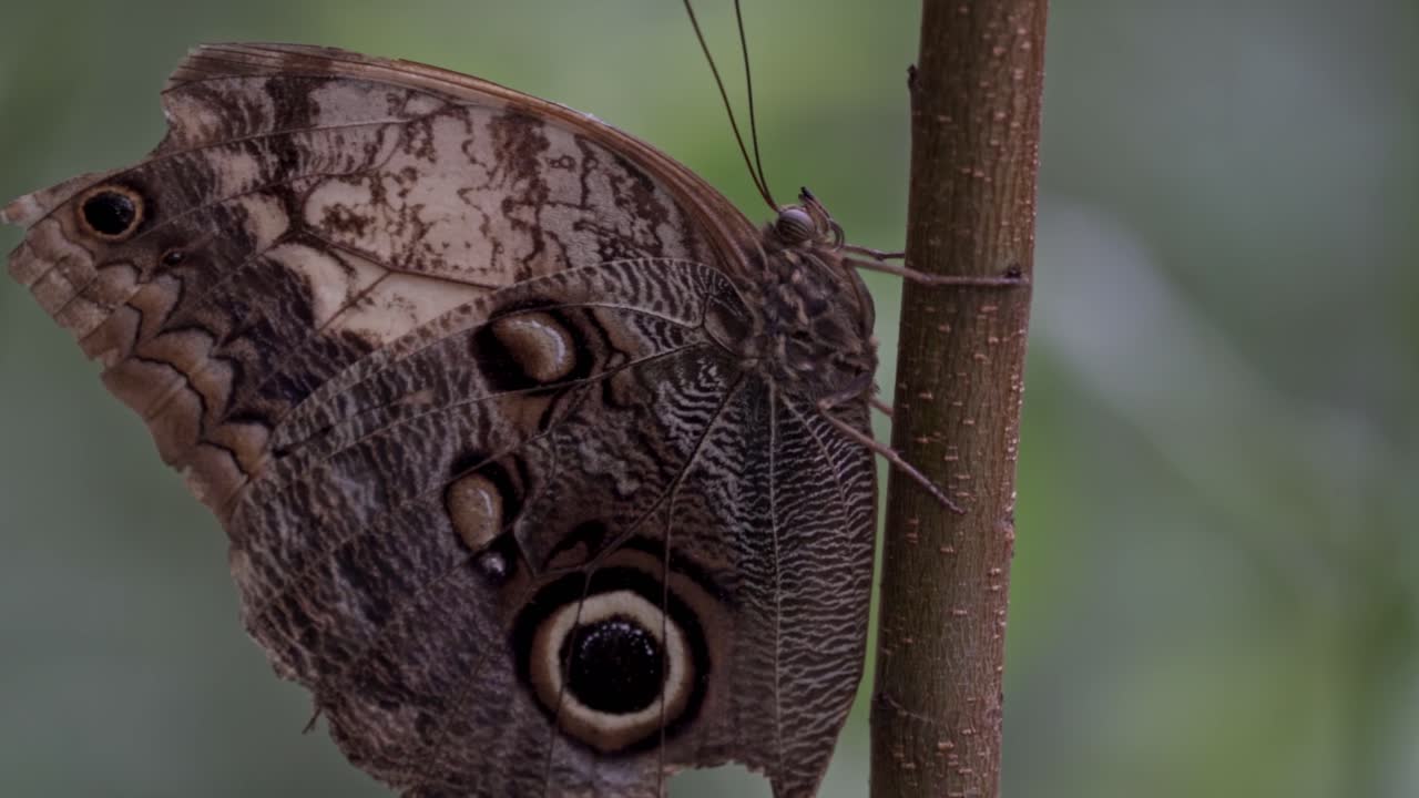 A close-up side profile of an Owl Butterfly (Caligo genus) at rest on a plant. Its wings are visible, featuring large, distinct eyespots that mimic an owl's eye