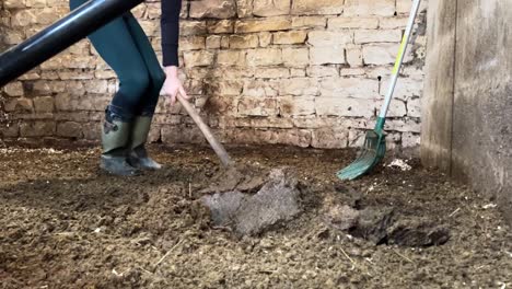 girl working in the stables shovelling horse feces using a pitchfork