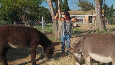 farmer woman feeding happy donkeys with fresh hay on a beautiful sunny day