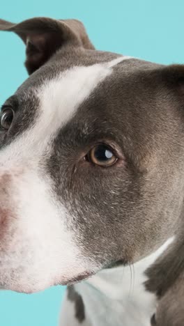 cute pitbull blue dog looking at camera in blue studio