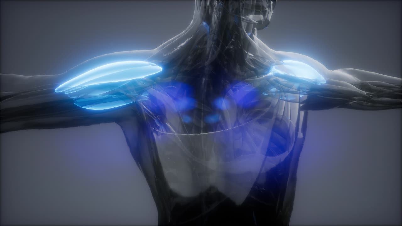 델토이드 - 눈에 보이는 근육 해부학 지도