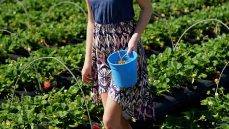 Girl-walking-with-bucket-of-strawberries-in-the-farm-4k