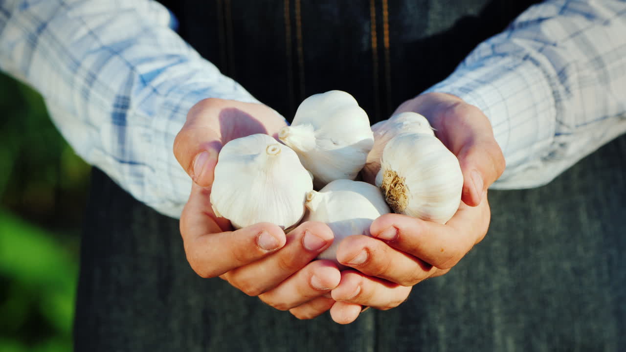한 남자가 당신의 정원에서 여러 개의 마늘 구근 제품을 보유하고 있습니다.