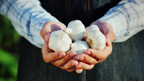 a man holds several garlic bulbs products from your garden