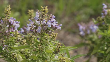 floración de la rama de salvia officinalis en un jardín mediterráneo