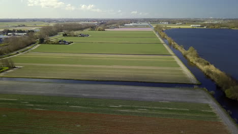 aerial drone view of flying up at the tulip fields in the netherlands