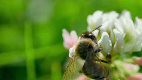 Macro-De-Abeja-Alimentándose-De-Flor-De-Trébol-Blanco