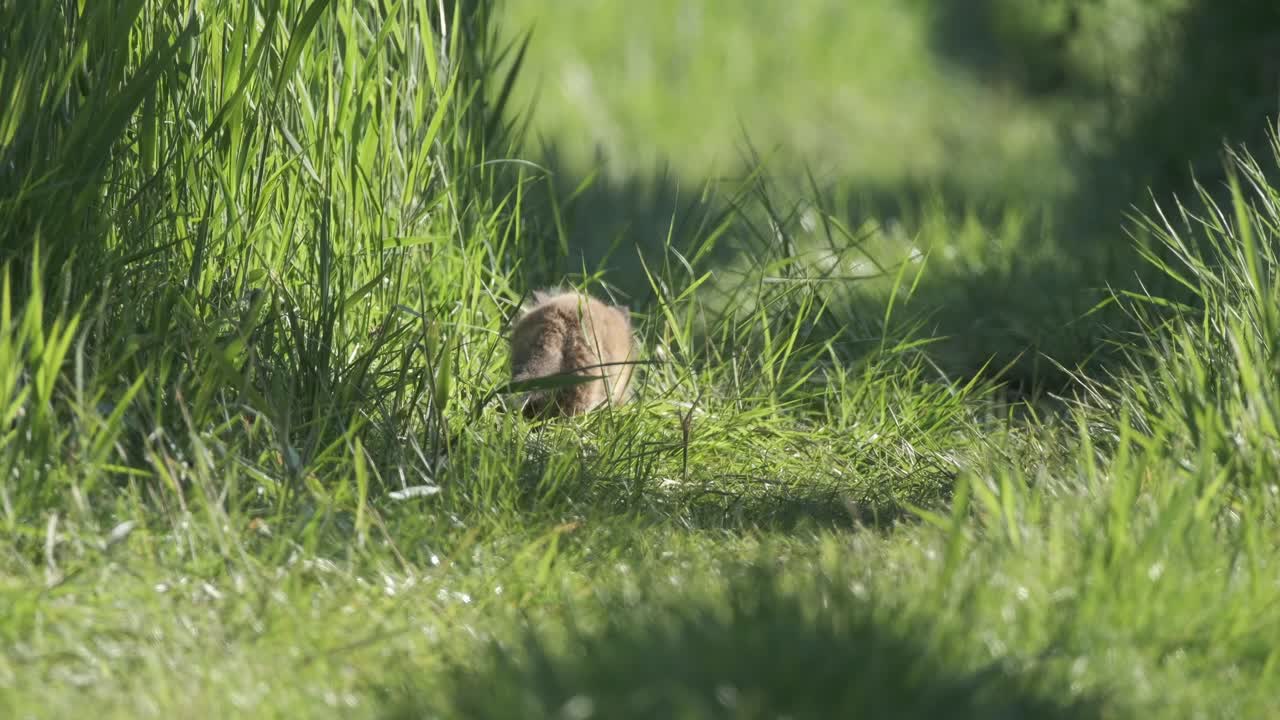 Fox cub playing and practising hunting