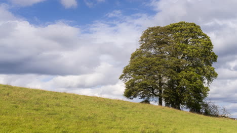 time lapse of a single lone tree in rural green field landscape of ireland during the day with passing clouds