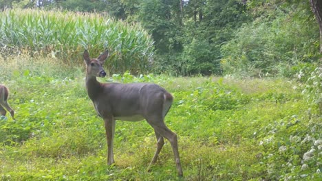 whitetail doe deer cautiously looking around while standing in a plot of wild radishes near a cornfield in the upper midwest in the early autumn