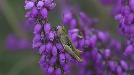 grasshopper perched on bell heather flowers on lowland heath