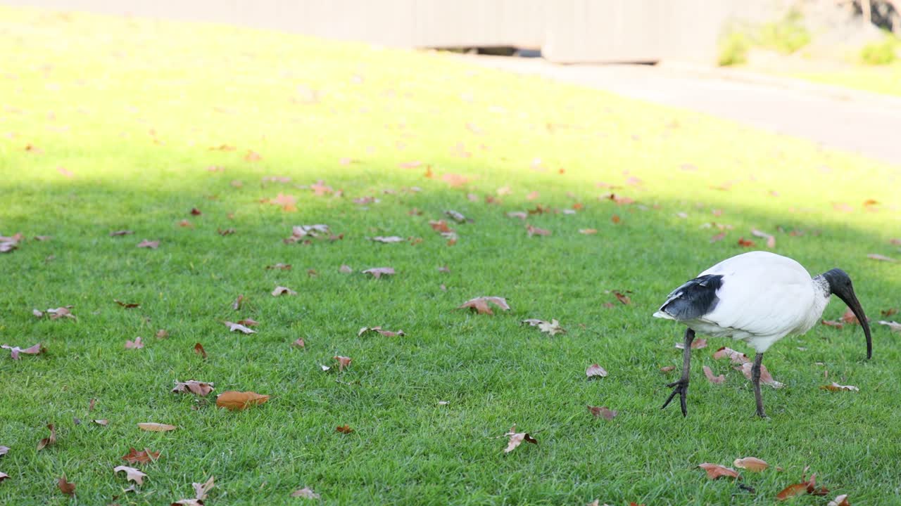 두 마리의 이비스 새가 잔디에서 상호 작용하고 있다